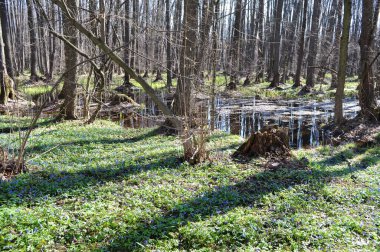 Ağaçlarla ve canlı yeşil yapraklarla çevrili küçük bir göleti olan sakin bir orman sahnesi huzur hissi yaratıyor..