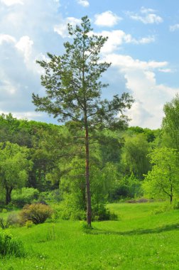 Canlı bir manzara, yemyeşil bir tarlada, parlak mavi bir gökyüzünün altında ağaçlardan oluşan uzun bir çam ağacını barındırır..