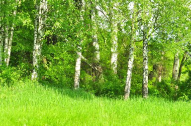 Ayırt edici beyaz kabuklarıyla yemyeşil huş ağaçları güneş ışığıyla aydınlanan uzun boylu ağaçlardır. Canlı yapraklar ve çimenler bu doğal manzaranın güzelliğini artırıyor..