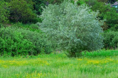 Ortasında büyük bir ağaç olan yeşil ağaçlarla desteklenmiş canlı bir tarla görüntüsü..