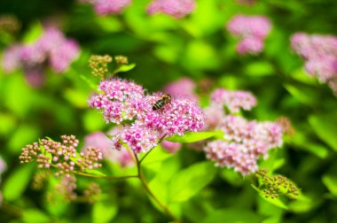 Bir bal arısı, yemyeşil yapraklarla çevrili canlı pembe spirea çiçeklerinin üzerine düşer..