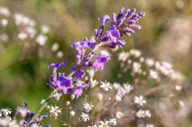 Yakın çekim, bulanık arka planda yumuşak beyaz çiçeklerle narin lavanta çiçeklerini yakalar ve ılık güneş ışığıyla yıkanır..