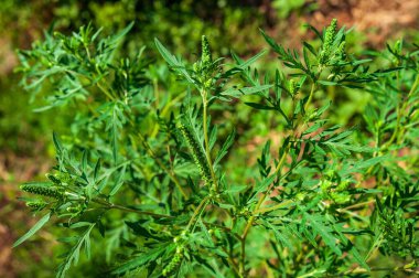 Yeşil yaprakları ve tomurcuklanan çiçekleriyle birlikte doğal ortamında yaygın bir alerji olan yabani ot bitkisinin yakın plan çekimi..