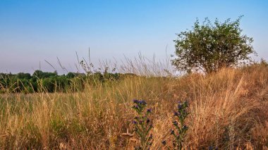 Altın saat, sakin bir tarlayı aydınlatıyor. Küçük bir tepenin üzerinde duran bir ağaç ve açık mavi bir gökyüzü..