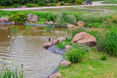 Ördeklerin, yemyeşil yeşilliğin ve sakin doğal ortamda büyük taşların olduğu, rahatlama ve yansıma için mükemmel bir gölcük sahnesi..