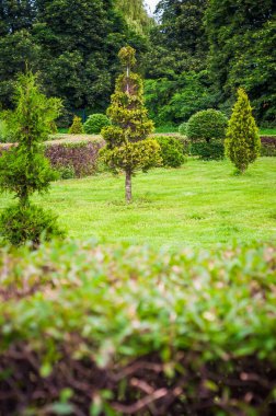 Canlı bir bahçe sahnesi titizlikle budanmış ağaçları ve yemyeşil otları sergiliyor, dingin ve resimsel bir manzara yaratıyor..