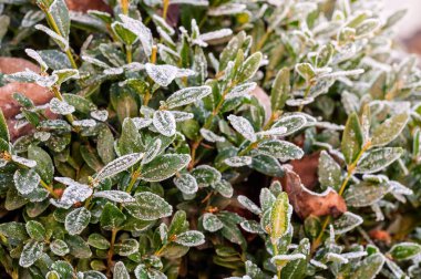 Buzlu yeşil yaprakların yakın çekimi, kış dokunuşunun güzelliğini gözler önüne seriyor. Görüntü, soğuk havada doğanın hassas ayrıntılarını yakalar..