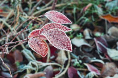Kış mevsiminde doğanın güzelliğini gözler önüne seren canlı kırmızı yapraklar..