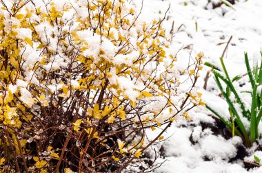 Sarı yapraklarla kaplı bir çalılığın yakın plan çekimi değişen mevsimlerin güzelliğini ve sabah ışığını gözler önüne seriyor..