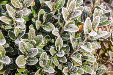 Kışın gelişinin ve değişen iklimin güzelliğini gözler önüne seren, sabahın erken saatlerinde yakalanan, buzla kaplı yeşil yaprakların yakın çekimi..