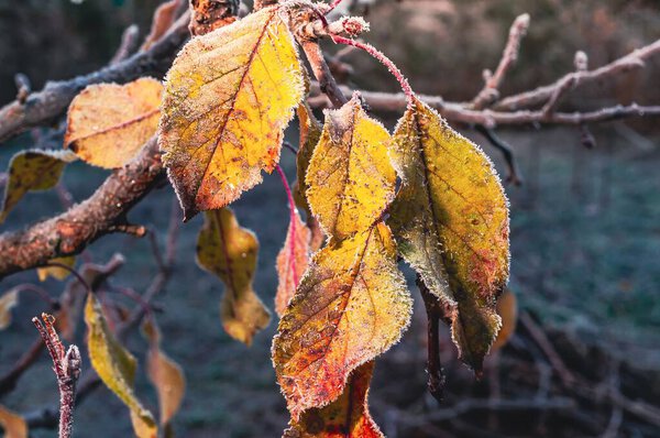 Close-up of colorful autumn leaves with frost crystals, capturing the beauty of the season's transition and the crisp morning air.