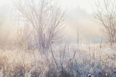 Görüntü, ayazın çimenleri ve ağaçları nazikçe kapladığı ve güzel, ruhani bir atmosfer yarattığı sakin bir sabah sahnesini yakalıyor..