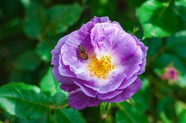 Bir bal arısı canlı mor bir gülden polen toplar ve yaprakları güneş ışığında açılır. Yeşiller yemyeşil bir zemin sağlar.