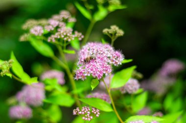 Bir bal arısı, yemyeşil yapraklarla çevrili canlı pembe spirea çiçeklerinden bir nektar toplar..