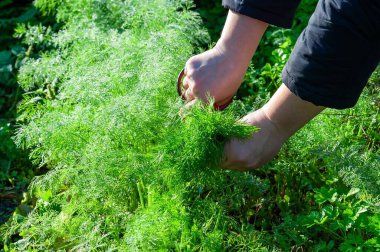 Close up of hands using scissors to harvest fresh green dill herb, grown outdoors in a garden setting during daylight.