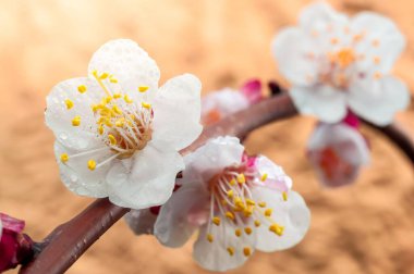 Su damlacıklarıyla kaplı beyaz erik çiçeklerinin kapanışı, narin güzelliği ve taze cazibesiyle baharın gelişini simgeliyor..