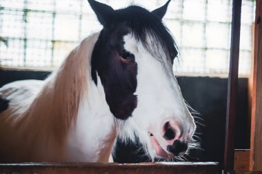 Çarpıcı siyah beyaz önlüklü çarpıcı bir at, zarif doğasını ve güzelliğini gösteren yakın plan çekimde yakalanır..