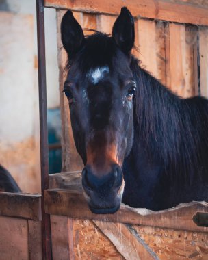 Alnında beyaz bir alev olan çarpıcı siyah bir at kırsal bir ahır içindeki kameraya bakar ve büyüleyici bir portre oluşturur..