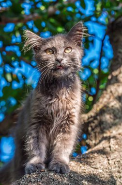 Sarı gözlü tüylü gri bir kedi yavrusu ağaç dalına oturmuş, dili dışarıda kameraya bakıyor. Arkaplanda bulanık yeşil yeşillik ve mavi gökyüzü var..