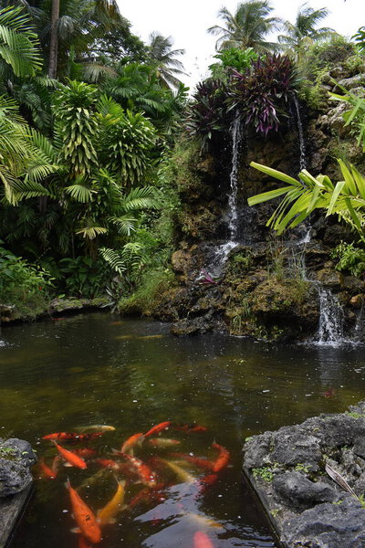 Koi fishes in a man-made pond in Tobago, West Indies.