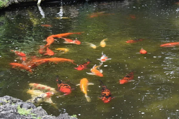 stock image Koi fishes in a man-made pond in Tobago, West Indies.