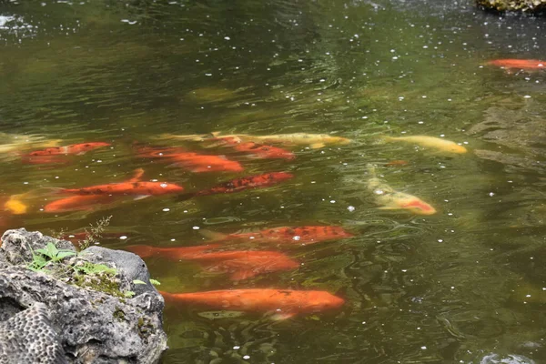 stock image Koi fishes in a man-made pond in Tobago, West Indies.