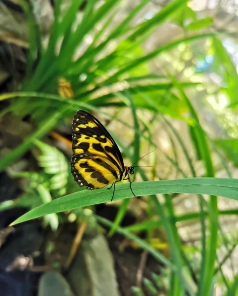 Tithorea Harmonia Megara Harmonia Tigerwing Harmonia Tiger Butterfly Una Hoja — Foto de Stock