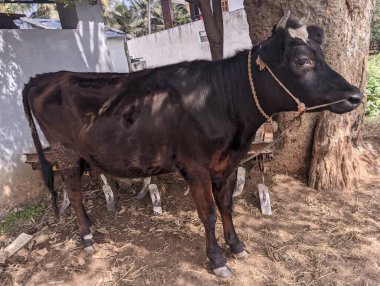 Black Indian cow tied to the tree looking aggressively. High quality photo