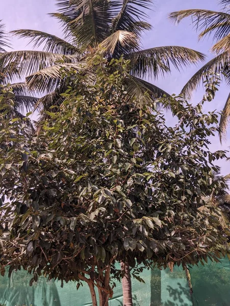 jamun tree with green leaves in afternoon sunlight with coconut trees in the background