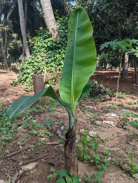 Small banana tree just coming out and starting to grow. Greenish small banana tree makes your eyes cool