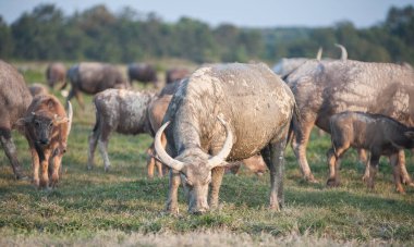 Kırsal bölgelerde sığır sürüsü..
