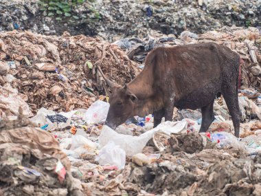 Çöp yığınında inek çipi bitkisi.