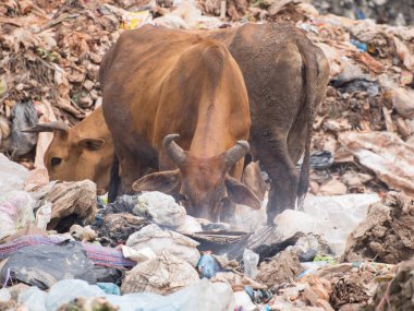 Çöp yığınında inek çipi bitkisi.