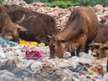 Çöp yığınında inek çipi bitkisi.