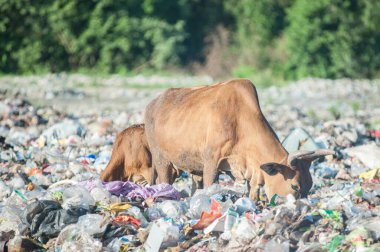 Çöp yığınında inek çipi bitkisi.