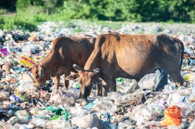 Çöp yığınında inek çipi bitkisi.
