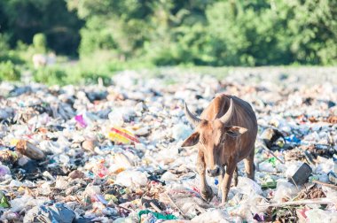Çöp yığınında inek çipi bitkisi.