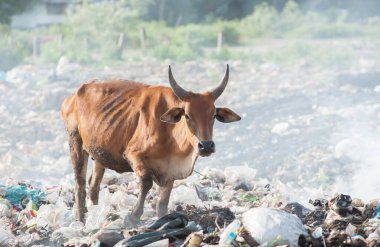 Çöp yığınında inek çipi bitkisi.