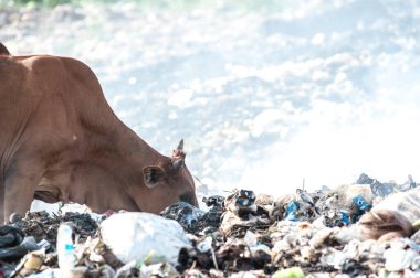 Çöp yığınında inek çipi bitkisi.