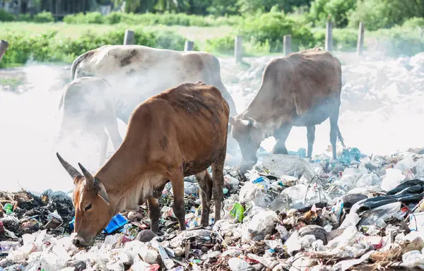 Çöp yığınında inek çipi bitkisi.