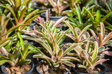 Bromeliad muhteşem, güzel bitkiler.