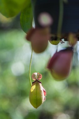 Tencereye koyulan iğneler.