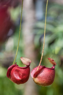 Nepenthes planted in a pot clipart