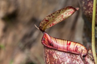 Tencereye koyulan iğneler.