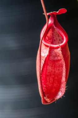 Nepenthes planted in a pot clipart