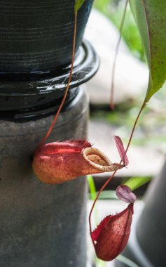Tencereye koyulan iğneler.