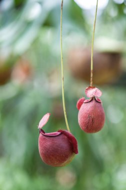 Tencereye koyulan iğneler.