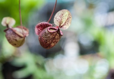 Tencereye koyulan iğneler.