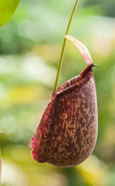 stock image Nepenthes planted in a pot