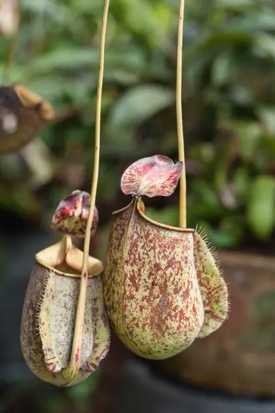 stock image Nepenthes planted in a pot